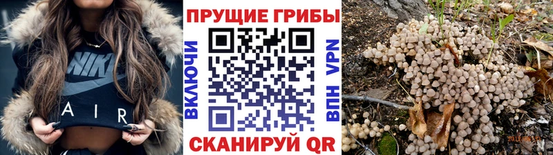 нарко площадка официальный сайт  наркота  Поронайск  Псилоцибиновые грибы GOLDEN TEACHER 